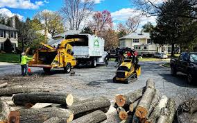 Best Lawn Disease Treatment  in Hayfork, CA