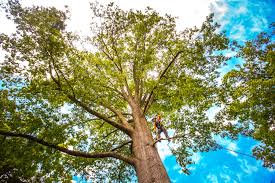  Hayfork, CA Tree Care Pros