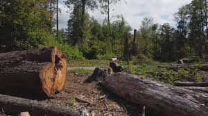 Best Tree Preservation Services  in Hayfork, CA