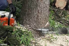 Best Emergency Tree Removal  in Hayfork, CA