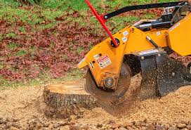 Best Tree Disease Treatment  in Hayfork, CA