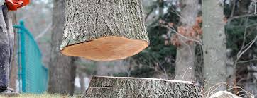 Best Hazardous Tree Removal  in Hayfork, CA