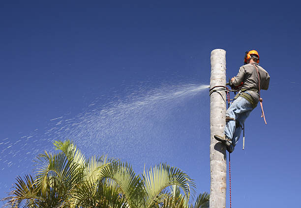 Best Lawn Pest Prevention  in Hayfork, CA