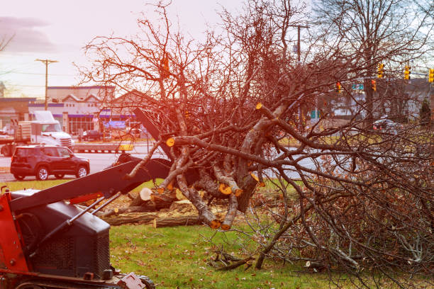Best Fruit Tree Pruning  in Hayfork, CA