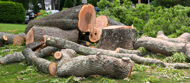 Best Lawn Dethatching  in Hayfork, CA