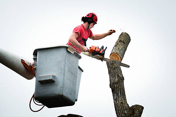 Best Tree Maintenance Programs  in Hayfork, CA