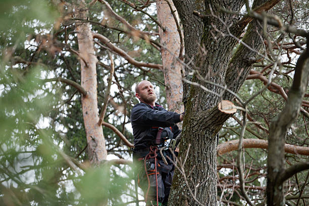 Best Tree Health Inspection  in Hayfork, CA
