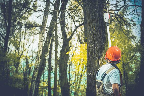 Best Leaf Removal  in Hayfork, CA
