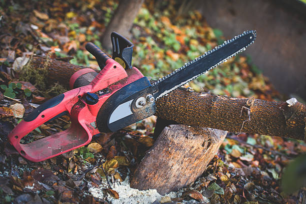 Best Tree Mulching  in Hayfork, CA
