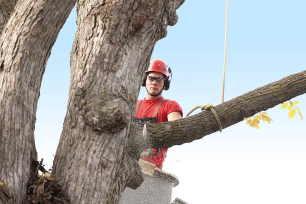 Best Tree Trimming and Pruning  in Hayfork, CA